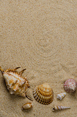 Image showing Sea shells