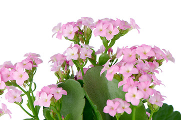 Image showing Beautiful pink flowers and green leaves