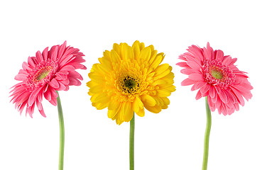 Image showing Set of 3 gerberas