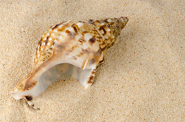 Image showing Sea shell on the shore 