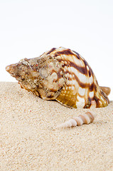 Image showing Conch sea shell 