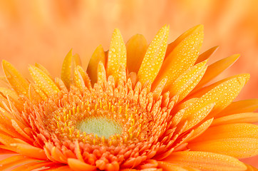 Image showing Orange gerbera daisy 