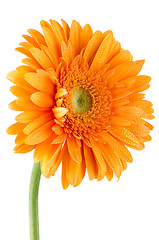 Image showing Orange gerbera daisy flower