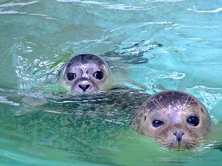 Image showing Baby seal with mother