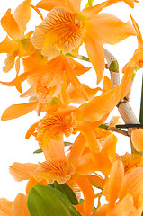 Image showing Closeup of orange dendrobium flowers