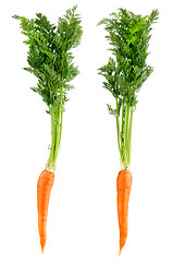 Image showing Carrots