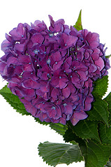 Image showing Lacecap Hydrangea (macrophylla normalis)