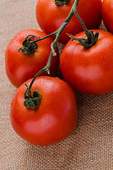 Image showing Cherry tomatoes vine