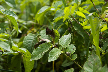 Image showing Potato Blight