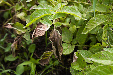 Image showing Potato Blight