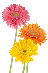 Image showing Three colorful gerber daisies