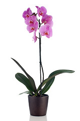 Image showing Beautiful pink orchid in a flowerpot