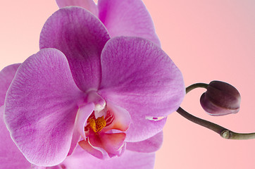 Image showing Pink orchids