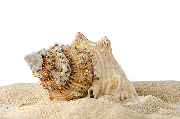 Image showing Conch shell 