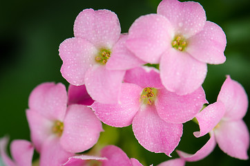 Image showing Beautiful pink flowers and green leaves