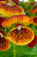 Image showing Closeup of yellow and red calceolarua flowers