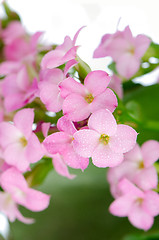 Image showing Beautiful pink flowers and green leaves