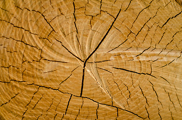 Image showing Old pine tree cut texture