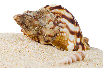 Image showing Conch sea shell 
