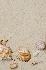 Image showing Conchs and shells 