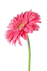 Image showing Pink gerbera daisy flower