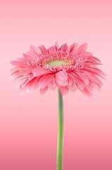 Image showing Pink gerbera daisy flower