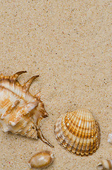 Image showing Sea shells with sand 
