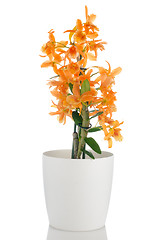 Image showing Beautiful orange dendrobium flowers