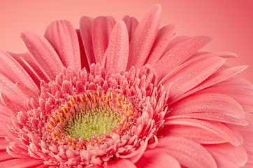 Image showing Pink gerbera flower