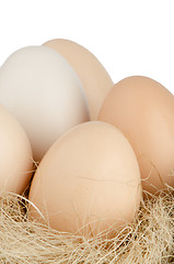 Image showing Chicken eggs on nest