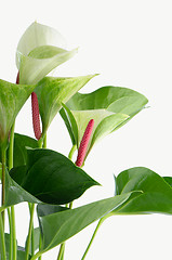 Image showing Closeup of anthedesia anthurium
