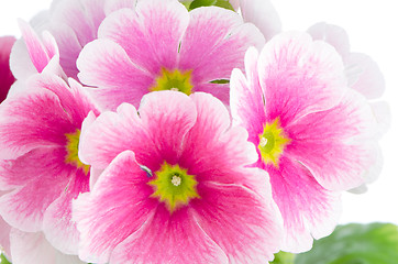 Image showing Closeup of pink primrose flowers