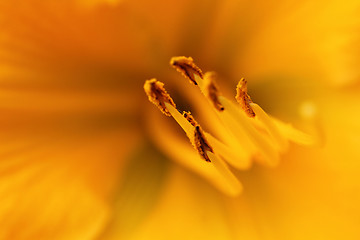 Image showing Yellow Lily