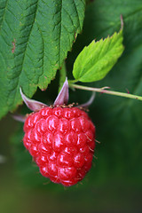 Image showing Raspberry