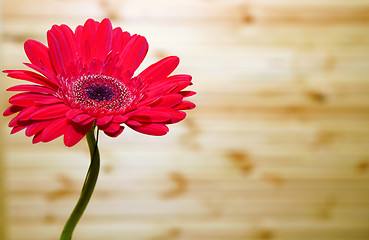 Image showing Gerbera flower