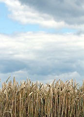 Image showing Corn field in front of a cloudy sky vertical