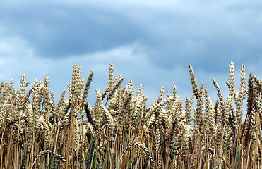 Image showing Corn Field in front of a cloudy sky  horizontal