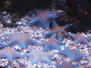 Image showing Starfishes