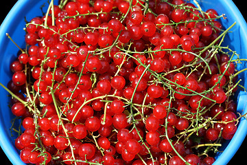 Image showing Redcurrant berries 