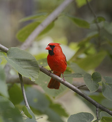 Image showing Cardinal Bird