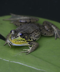 Image showing Green Frog