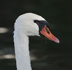 Image showing Swan Portrait