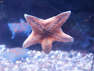 Image showing Starfish