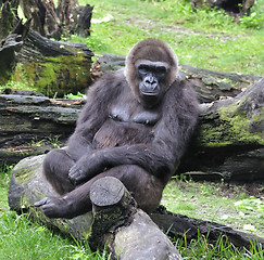 Image showing Gorilla 