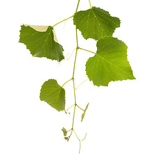 Image showing Grape Vine