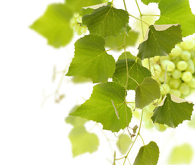 Image showing Grape Vine