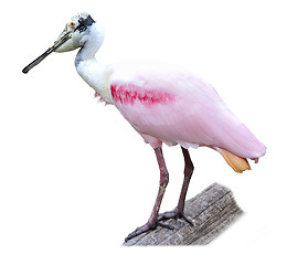 Image showing Roseate Spoonbill (Platalea ajaja)