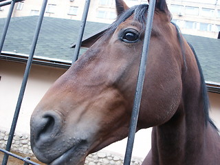 Image showing Muzzle of a horse