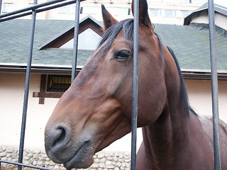 Image showing Muzzle of a horse