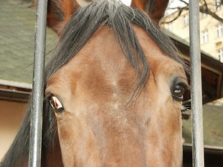 Image showing Muzzle of a horse